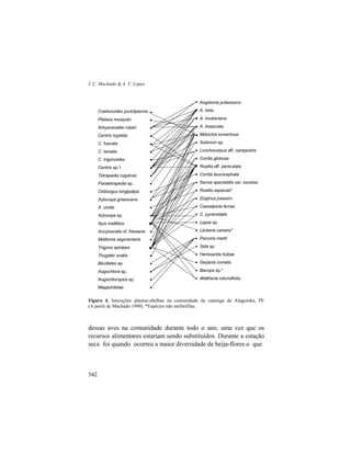 I. C. Machado & A. V. Lopes
542
Figura 4. Interações plantas-abelhas na comunidade de caatinga de Alagoinha, PE
(A partir de Machado 1990). *Espécies não melitófilas.
dessas aves na comunidade durante todo o ano, uma vez que os
recursos alimentares estariam sendo substituídos. Durante a estação
seca foi quando ocorreu a maior diversidade de beija-flores o que
Plebeia mosquito
Arhysosceble ruberi
Centris hyptidis
C. fuscata
C. tarsata
C. trigonoides
Centris sp.1
Tetrapedia rugulosa
Paratetrapedia sp.
Ceblurgus longipalpis
Xylocopa grisescens
X. viridis
Xylocopa sp.
Apis mellifera
Ancyloscelis cf. friesiana
Melitoma segmentaria
Trigona spinipes
Thygater analis
Bicolletes sp.
Augochlora sp.
Augochloropsis sp.
Megachilidae
Angelonia pubescens
A. hirta
A. hookeriana
A. bisaccata
Melochia tomentosa
Solanum sp.
Lonchocarpus aff. campestris
Cordia globosa
Ruellia aff. paniculata
Cordia leucocephala
Senna spectabilis var. excelsa
Ruellia asperula*
Ziziphus joazeiro
Caesalpinia ferrea
C. pyramidalis
Lippia sp.
Lantana camara*
Pavonia martii
Sida sp.
Herissantia tiubae
Serjania comata
Bacopa sp.*
Waltheria rotundifolia
•
•
•
•
•
•
•
•
•
•
•
•
•
•
•
•
•
•
•
•
•
•
•
•
•
•
•
•
•
•
•
•
•
•
•
•
•
•
•
•
•
•
Coelioxoides punctipennis •
 