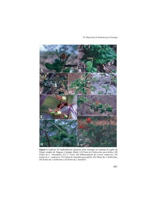 14. Dispersão de Sementes por Formiga
601
Figura 1. Espécies de Euphorbiaceae dispersas pelas formigas na caatinga da região de
Xingó, estados de Alagoas e Sergipe, Brasil. (A) Fruto de Cnidoscolus quercifolius, (B)
Frutos de C. obtusifolius, (C) C. urens, (D) Inflorescências de Croton campestris, (E)
Frutos de C. campestris, (F) Frutos de Jatropha gossypfolia, (G) Flores de J. mollissima,
(H) Frutos de J. mollissima e (I) Flores de J. mutabilis.
A B
C E
F
G
H I
D
 