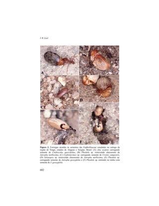 I. R. Leal
602
Figura 2. Formigas atraídas às sementes das Euphorbiaceae estudadas na catinga da
região de Xingó, estados de Alagoas e Sergipe, Brasil. (A) Atta sexdens carregando
semente de Cnidoscolus quercifolius, (B) Pheidole sp. removendo elaiossomo de
Jatropha mollissima, (C) Cyphomyrmex sp. carregando semente de Croton campestris,
(D) Solenopsis sp. removendo elaiossomo de Jatropha mollissima, (E) Pheidole sp.
carregando semente de Jatropha gossypfolia e (F) Pheidole sp. entrando no ninho com
semente de J. gossypfolia.
A B
C
D
E F
 