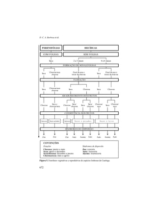 D. C. A. Barbosa et al.
672
Figura 5. Fenofases vegetativas e reprodutivas de espécies lenhosas da Caatinga.
PERENIFÓLIAS DECÍDUAS
SEM FOLHAS
2 a 3 meses 4 a 6 mesesSeca
COM FOLHAS
Seca
Chuvosa/seca
chuvosa
Seca
Final da seca e
início da chuvosa
Final da seca e
início da chuvosa
FORMAÇÃO DE NOVAS FOLHAS
Zoo Zoo Zoo Auto Anemo Auto Auto Anemo Auto
Carnosos Secos arilados Carnosos S e c o s e p e s a d o s S e c o s e l e v e s
Chuvosa
Seca e
chuvosa/seca
Chuvosa
Seca/
chuvosa
Seca
Seca/
chuvosa
Chuvosa/
seca
Seca
Chuvosa/
seca
Seca Chuvosa ChuvosaSecaSeca
Chuvosa/seca
chuvosa
CONVENÇÕES
Estações
Chuvosa: janeiro a maio
Seca: agosto a dezembro
Seca/chuvosa: dezembro a janeiro
Chuvosa/seca: maio a agosto
Síndromes de dispersão
Zoo: zoocoria
Auto: Autocoria
Anemo: Anemocoria
FLORAÇÃO
CONSISTÊNCIA DOS FRUTOS
SÍNDROMES DE DISPERSÃO
AMADURECIMENTO DOS FRUTOS
PERENIFÓLIAS DECÍDUAS
SEM FOLHAS
2 a 3 meses 4 a 6 mesesSeca
COM FOLHAS
Seca
Chuvosa/seca
chuvosa
Seca
Final da seca e
início da chuvosa
Final da seca e
início da chuvosa
FORMAÇÃO DE NOVAS FOLHAS
Zoo Zoo Zoo Auto Anemo Auto Auto Anemo Auto
Carnosos Secos arilados Carnosos S e c o s e p e s a d o s S e c o s e l e v e s
Chuvosa
Seca e
chuvosa/seca
Chuvosa
Seca/
chuvosa
Seca
Seca/
chuvosa
Chuvosa/
seca
Seca
Chuvosa/
seca
Seca Chuvosa ChuvosaSecaSeca
Chuvosa/seca
chuvosa
CONVENÇÕES
Estações
Chuvosa: janeiro a maio
Seca: agosto a dezembro
Seca/chuvosa: dezembro a janeiro
Chuvosa/seca: maio a agosto
Síndromes de dispersão
Zoo: zoocoria
Auto: Autocoria
Anemo: Anemocoria
FLORAÇÃO
CONSISTÊNCIA DOS FRUTOS
SÍNDROMES DE DISPERSÃO
AMADURECIMENTO DOS FRUTOS
 