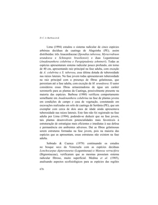 D. C. A. Barbosa et al.
676
Lima (1994) estudou o sistema radicular de cinco espécies
arbóreas decíduas da caatinga de Alagoinha (PE), assim
distribuídas: três Anacardiaceae (Spondias tuberosa, Myracrodruon
urundeuva e Schinopsis brasiliensis) e duas Leguminosae
(Anadenanthera colubrina e Parapiptadenia zehntneri). Todas as
espécies apresentaram sistema radicular pouco profundo, em torno
de 40 cm, apresentando raiz principal na fase adulta, com exceção
de A. colubrina e S. tuberosa, essa última dotada de tuberosidade
nas raízes laterais. Na fase jovem todas apresentavam tuberosidade
na raiz principal com a presença de fibras gelatinosas, que
persistiam até a fase adulta, com exceção de M. urundeuva. O autor
considerou essas fibras armazenadoras de água um caráter
xeromorfo para as plantas da Caatinga, possivelmente presente na
maioria das espécies. Barbosa (1980) verificou comportamento
semelhante em Anadenanthera colubrina na fase de plantas jovens
em condições de campo e casa de vegetação, constatando em
escavações realizadas em solo de caatinga de Sertânia (PE), que um
exemplar com cerca de dois anos de idade ainda apresentava
tuberosidade nas raízes laterais. Este fato não foi registrado na fase
adulta por Lima (1994), podendo-se deduzir que na fase jovem,
tais plantas desenvolvem potencialidades mais favoráveis à
estruturação de estratégias mais eficientes e imediatas à sua defesa
e permanência em ambientes adversos. Daí as fibras gelatinosas
serem estruturas formadas na fase jovem, pois na maioria das
espécies que as apresentam, essas estruturas não existem na fase
adulta.
Sobrado & Cuenca (1979) continuando os estudos
no bosque seco da Venezuela com as espécies decíduas
Lonchocarpus dipteroneurus (Leguminosae) e Mansoa verrucifera
(Bignoniaceae), verificaram que as mesmas possuíam sistema
radicular fibroso, muito superficial. Medina et al. (1985),
analisando aspectos ecofisiológicos para as espécies das regiões
 