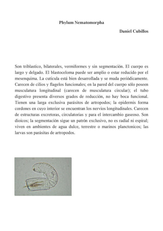 Nematomorpha