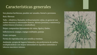 Características generales
Son plantas herbáceas, pueden ser anuales, bienal o perennes.
Raíz: fibrosas
Tallo: cilíndrico, llamados ordinariamente cañas, en general con
nudos macizos y entrenudos huecos. Aéreos (erectos y rastreros) y
subterráneos (rizomas y semibulbos)
Hojas: compuestas típicamente de vaina, lígula y limbo.
Inflorecencia: espigas, espigas múltiples, panoja
Fruto: cariopse.
Forma de reproducción: por semilla y rizomas.
Ambiente: propia de lugares húmedos, sin preferencia de suelos,
multiplicándose con mayor intensidad en aquellos sometidos a
laboreo mecánico intenso.
 