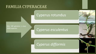 FAMILIA CYPERACEAE
Más 100 géneros y unas
2000 especies
Cyperus rotundus
Cyperus esculentus
Cyperus difformis
 