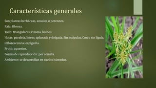 Características generales
Son plantas herbáceas, anuales o perennes.
Raíz: fibrosa.
Tallo: triangulares, rizoma, bulbos
Hojas: paralela, linear, aplanada y delgada. Sin estípulas. Con o sin lígula.
inflorescencia: espiguilla.
Fruto: aquenios.
Forma de reproducción: por semilla.
Ambiente: se desarrollan en suelos húmedos.
 