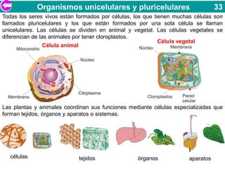 Organismos unicelulares y pluricelulares                            33
Todas los seres vivos están formados por células, los que tienen muchas células son
llamados pluricelulares y los que están formados por una sola célula se llaman
unicelulares. Las células se dividen en animal y vegetal. Las células vegetales se
diferencian de las animales por tener cloroplastos.
                                                            Célula vegetal
                 Célula animal




Las plantas y animales coordinan sus funciones mediante células especializadas que
forman tejidos, órganos y aparatos o sistemas.




   células                  tejidos                órganos            aparatos
 