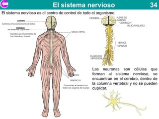 El sistema nervioso                                  34
El sistema nervioso es el centro de control de todo el organismo.




                                                   Las neuronas son células que
                                                   forman al sistema nervioso, se
                                                   encuentran en el cerebro, dentro de
                                                   la columna vertebral y no se pueden
                                                   duplicar.
 