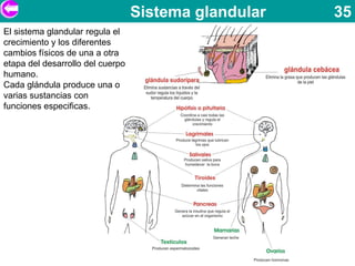 Sistema glandular   35
El sistema glandular regula el
crecimiento y los diferentes
cambios físicos de una a otra
etapa del desarrollo del cuerpo
humano.
Cada glándula produce una o
varias sustancias con
funciones especificas.
 