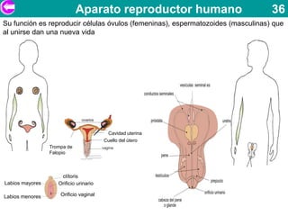 Aparato reproductor humano                          36
Su función es reproducir células óvulos (femeninas), espermatozoides (masculinas) que
al unirse dan una nueva vida




                                         Cavidad uterina
                                        Cuello del útero
                 Trompa de
                 Falopio



                     clítoris
Labios mayores      Orificio urinario

Labios menores       Orificio vaginal
 