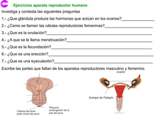 Ejercicios aparato reproductor humano
Investiga y contesta las siguientes preguntas
1.- ¿Que glándula produce las hormonas que actúan en los ovarios?_______________
2.- ¿Como se llaman las células reproductoras femeninas?______________________
3.- ¿Que es la ovulación?________________________________________________
4.- ¿A que se le llama menstruación?_______________________________________
5.- ¿Que es la fecundación?______________________________________________
6.- ¿Que es una erección?________________________________________________
7.- ¿Que es una eyaculación?_____________________________________________
Escribe las partes que faltan de los aparatos reproductores masculino y femenino.
 