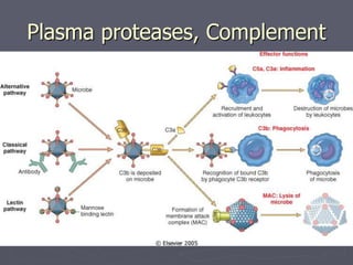 Plasma proteases, Complement
 