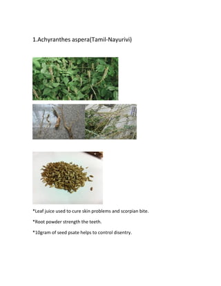 1.Achyranthes aspera(Tamil-Nayurivi)
*Leaf juice used to cure skin problems and scorpian bite.
*Root powder strength the teeth.
*10gram of seed psate helps to control disentry.
 