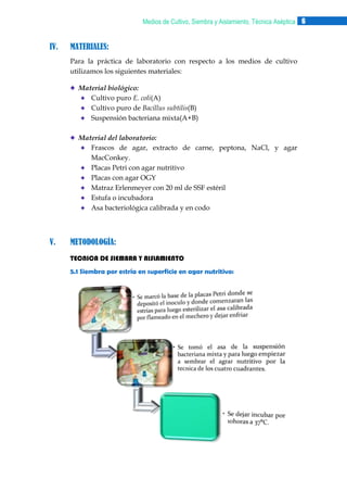 Medios de Cultivo, Siembra y Aislamiento, Técnica Aséptica 6

IV.

MATERIALES:
Para la práctica de laboratorio con respecto a los medios de cultivo
utilizamos los siguientes materiales:
Material biológico:
Cultivo puro E. coli(A)
Cultivo puro de Bacillus subtilis(B)
Suspensión bacteriana mixta(A+B)
Material del laboratorio:
Frascos de agar, extracto de carne, peptona, NaCl, y agar
MacConkey.
Placas Petri con agar nutritivo
Placas con agar OGY
Matraz Erlenmeyer con 20 ml de SSF estéril
Estufa o incubadora
Asa bacteriológica calibrada y en codo

V.

METODOLOGÍA:
TECNICA DE SIEMBRA Y AISLAMIENTO
5.1 Siembra por estría en superficie en agar nutritivo:

 