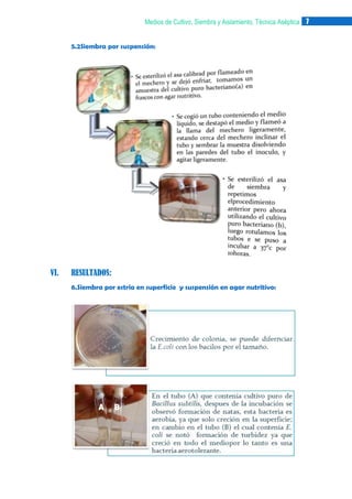 Medios de Cultivo, Siembra y Aislamiento, Técnica Aséptica 7
5.2Siembra por suspensión:

VI.

RESULTADOS:
6.Siembra por estría en superficie y suspensión en agar nutritivo:

A

B

 