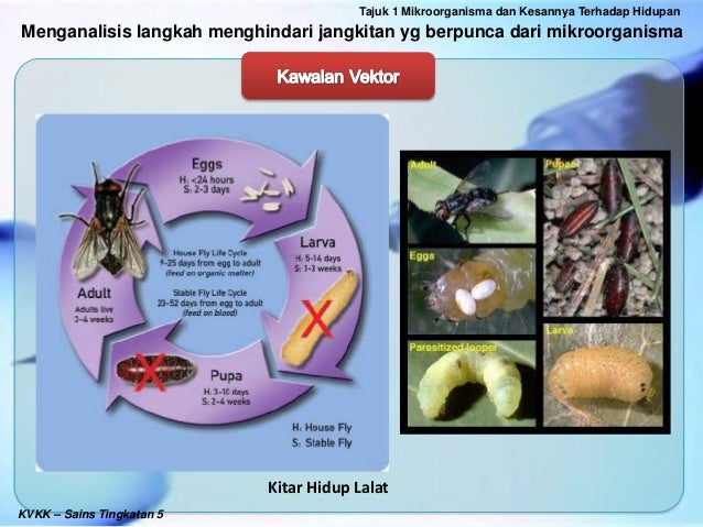 5 Menganalisis Langkah Menghindari Jangkitan Yang Berpunca Dari Mikro