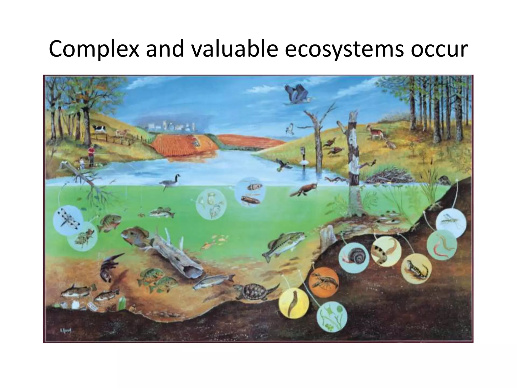 Complex and valuable ecosystems occur