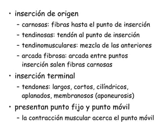 inserción de origen carnosas: fibras hasta el punto de inserción tendinosas: tendón al punto de inserción tendinomusculares: mezcla de las anteriores arcada fibrosa: arcada entre puntos inserción salen fibras carnosas inserción terminal tendones: largos, cortos, cilíndricos, aplanados, membranosos (aponeurosis) presentan punto fijo y punto móvil la contracción muscular acerca el punto móvil al punto fijo 