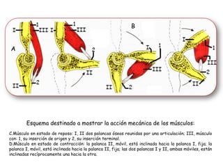 Esquema destinado a mostrar la acción mecánica de los músculos: Músculo en estado de reposo: I, II dos palancas óseas reunidas por una articulación; III, músculo con: 1, su inserción de origen y 2, su inserción terminal. Músculo en estado de contracción: la palanca II, móvil, está inclinada hacia la palanca I, fija; la palanca I, móvil, está inclinada hacia la palanca II, fija; las dos palancas I y II, ambas móviles, están inclinadas recíprocamente una hacia la otra. A B 
