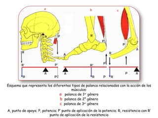 Esquema que representa los diferentes tipos de palanca relacionados con la acción de los músculos: a   palanca de 1 er  género b   palanca de 2° género c   palanca de 3 er  género A, punto de apoyo; P, potencia; P’ punto de aplicación de la potencia; R, resistencia con R’ punto de aplicación de la resistencia 