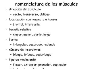 nomenclatura de los músculos dirección del fascículo recto, transverso, oblicuo localización con respecto a huesos frontal, intercostal tamaño relativo mayor, menor, corto, largo forma triangular, cuadrado, redondo número de inserciones bíceps, tríceps, cuádriceps tipo de movimiento flexor, extensor, pronador, supinador sitio de origen e inserción esternocleidomastoideo 