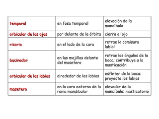 temporal en fosa temporal elevación de la mandíbula orbicular de los ojos por delante de la órbita cierra el ojo risorio en el lado de la cara retrae la comisura labial bucinador en las mejillas delante del masetero retrae los ángulos de la boca; contribuye a la masticación orbicular de los labios alrededor de los labios esfínter de la boca; proyecta los labios masetero en la cara externa de la rama mandibular elevador de la mandíbula; masticatorio 