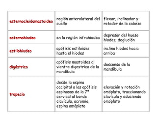 esternocleidomastoideo región anterolateral del cuello flexor, inclinador y rotador de la cabeza esternohiodeo en la región infrahiodea depresor del hueso hiodes; deglución estilohiodeo apófisis estiloides hasta el hiodes inclina hiodes hacia arriba digástrico apófisis mastoides al vientre digastrico de la mandíbula descenso de la mandíbula trapecio desde la espina occipital a las apófisis espinosas de la 7ª cervical al borde clavícula, acromio, espina omóplato elevación y rotación omóplato, traccionando clavícula y aduciendo omóplato 
