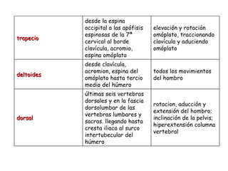 trapecio desde la espina occipital a las apófisis espinosas de la 7ª cervical al borde clavícula, acromio, espina omóplato elevación y rotación omóplato, traccionando clavícula y aduciendo omóplato deltoides desde clavícula, acromion, espina del omóplato hasta tercio medio del húmero todos los movimientos del hombro dorsal últimas seis vertebras dorsales y en la fascia dorsolumbar de las vertebras lumbares y sacras. llegando hasta cresta iliaca al surco intertubecular del húmero rotacion, aducción y extensión del hombro; inclinación de la pelvis; hiperextensión columna vertebral 