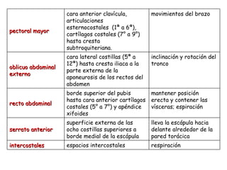 pectoral mayor cara anterior clavícula, articulaciones esternocostales  (1ª a 6ª), cartílagos costales (7° a 9°) hasta cresta subtroquiteriana. movimientos del brazo oblicuo abdominal externo cara lateral costillas (5ª a 12ª) hasta  cresta iliaca a la parte externa de la aponeurosis de los rectos del abdomen inclinación y rotación del tronco recto abdominal borde superior del pubis hasta cara anterior cartílagos costales (5° a 7°) y apéndice xifoides mantener posición erecta y contener las vísceras; espiración serrato anterior superficie externa de las ocho costillas superiores a borde medial de la escápula lleva la escápula hacia delante alrededor de la pared torácica  intercostales espacios intercostales respiración 