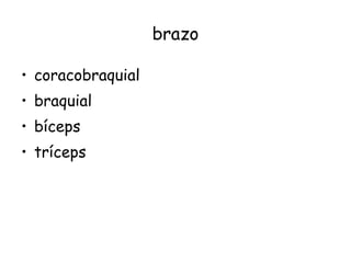 brazo coracobraquial braquial bíceps tríceps 