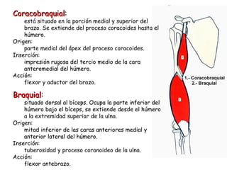 Coracobraquial : está situado en la porción medial y superior del brazo. Se extiende del proceso coracoides hasta el húmero.  Origen: parte medial del ápex del proceso coracoides. Inserción: impresión rugosa del tercio medio de la cara anteromedial del húmero. Acción: flexor y aductor del brazo. Braquial : situado dorsal al bíceps. Ocupa la parte inferior del húmero bajo el bíceps, se extiende desde el húmero a la extremidad superior de la ulna.  Origen: mitad inferior de las caras anteriores medial y anterior lateral del húmero. Inserción: tuberosidad y proceso coronoideo de la ulna. Acción: flexor antebrazo. 