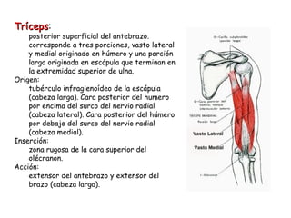 Tríceps : posterior superficial del antebrazo. corresponde a tres porciones, vasto lateral y medial originado en húmero y una porción larga originada en escápula que terminan en la extremidad superior de ulna.  Origen: tubérculo infraglenoídeo de la escápula (cabeza larga). Cara posterior del humero por encima del surco del nervio radial (cabeza lateral). Cara posterior del húmero por debajo del surco del nervio radial (cabeza medial). Inserción: zona rugosa de la cara superior del olécranon. Acción: extensor del antebrazo y extensor del brazo (cabeza larga). 
