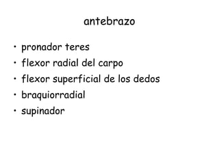 antebrazo pronador teres flexor radial del carpo flexor superficial de los dedos braquiorradial supinador 