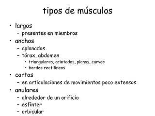 tipos de músculos largos presentes en miembros anchos aplanados tórax, abdomen triangulares, acintados, planos, curvos bordes rectilíneos cortos en articulaciones de movimientos poco extensos anulares alrededor de un orificio esfínter orbicular especiales: recto abdominal, digástrico 