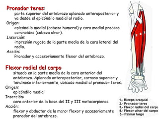 Pronador teres : parte superior del antebrazo aplanado anteroposterior y va desde el epicóndilo medial al radio.  0rigen: epicóndilo medial (cabeza humeral) y cara medial proceso coronoides (cabeza ulnar). Inserción: impresión rugosa de la parte media de la cara lateral del radio. Acción: Pronador y accesoriamente flexor del antebrazo. Flexor radial del carpo : situado en la parte media de la cara anterior del antebrazo. Aplanado anteroposterior, carnoso superior y tendinoso inferiormente, ubicado medial al pronador teres.  Origen: epicóndilo medial Inserción: cara anterior de la base del II y III metacarpianos. Acción: flexor y abductor de la mano: flexor y accesoriamente pronador del antebrazo . 