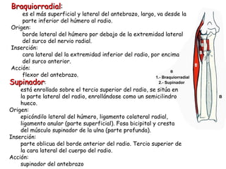 Braquiorradial : es el más superficial y lateral del antebrazo, largo, va desde la parte inferior del húmero al radio.  Origen: borde lateral del húmero por debajo de la extremidad lateral del surco del nervio radial. Inserción: cara lateral del la extremidad inferior del radio, por encima del surco anterior. Acción: flexor del antebrazo. Supinador : está enrollado sobre el tercio superior del radio, se sitúa en la parte lateral del radio, enrollándose como un semicilindro hueco.  Origen: epicóndilo lateral del húmero, ligamento colateral radial, ligamento anular (parte superficial). Fosa bicipital y cresta del músculo supinador de la ulna (parte profunda).  Inserción: parte oblicua del borde anterior del radio. Tercio superior de la cara lateral del cuerpo del radio. Acción: supinador del antebrazo 