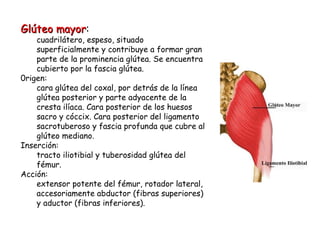 Glúteo mayor : cuadrilátero, espeso, situado superficialmente y contribuye a formar gran parte de la prominencia glútea. Se encuentra cubierto por la fascia glútea.  0rigen: cara glútea del coxal, por detrás de la línea glútea posterior y parte adyacente de la cresta ilíaca. Cara posterior de los huesos sacro y cóccix. Cara posterior del ligamento sacrotuberoso y fascia profunda que cubre al glúteo mediano. Inserción: tracto iliotibial y tuberosidad glútea del fémur. Acción: extensor potente del fémur, rotador lateral, accesoriamente abductor (fibras superiores) y aductor (fibras inferiores). 