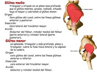 Glúteo medio : triangular y situado en un plano mas profundo que el glúteo máximo. grueso, radiado, situado bajo el mayor y cubriendo al glúteo menor.  0rigen: Cara glútea del coxal, entre las líneas glúteas anterior y posterior. Inserción: Cara lateral del trocánter mayor. Acción: Abductor del fémur, rotador medial del fémur (parte anterior) y rotador lateral (parte posterior). Glúteo menor : es aplanado, triangular y más profundo, plano y triangular, cubre la fosa iliaca lateral y la cápsula de la cadera. Origen: cara glútea del coxal, entre las líneas glúteas anterior e inferior. Inserción: cara anterior del trocánter mayor. Acción: abductor y rotador medial del fémur. 