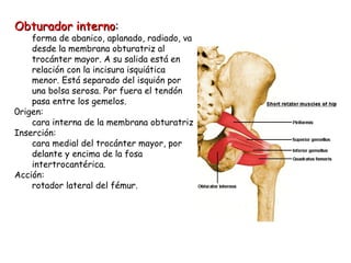 Obturador interno : forma de abanico, aplanado, radiado, va desde la membrana obturatriz al trocánter mayor. A su salida está en relación con la incisura isquiática menor. Está separado del isquión por una bolsa serosa. Por fuera el tendón pasa entre los gemelos. 0rigen: cara interna de la membrana obturatriz Inserción: cara medial del trocánter mayor, por delante y encima de la fosa intertrocantérica. Acción: rotador lateral del fémur. 