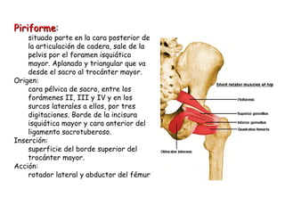 Piriforme : situado parte en la cara posterior de la articulación de cadera, sale de la pelvis por el foramen isquiático mayor. Aplanado y triangular que va desde el sacro al trocánter mayor. Origen: cara pélvica de sacro, entre los forámenes II, III y IV y en los surcos laterales a ellos, por tres digitaciones. Borde de la incisura isquiática mayor y cara anterior del ligamento sacrotuberoso. Inserción: superficie del borde superior del trocánter mayor. Acción: rotador lateral y abductor del fémur 