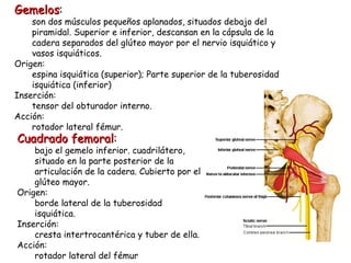 Cuadrado femoral : bajo el gemelo inferior. cuadrilátero, situado en la parte posterior de la articulación de la cadera. Cubierto por el glúteo mayor.  Origen: borde lateral de la tuberosidad isquiática. Inserción: cresta intertrocantérica y tuber de ella. Acción: rotador lateral del fémur Gemelos : son dos músculos pequeños aplanados, situados debajo del piramidal. Superior e inferior, descansan en la cápsula de la cadera separados del glúteo mayor por el nervio isquiático y vasos isquiáticos. Origen: espina isquiática (superior); Parte superior de la tuberosidad isquiática (inferior) Inserción: tensor del obturador interno. Acción: rotador lateral fémur. 