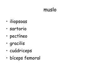 muslo iliopsoas sartorio pectíneo gracilis cuádriceps bíceps femoral 