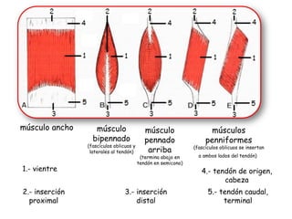 músculo ancho músculo bipennado   (fascículos oblicuos y laterales al tendón) músculo pennado arriba (termina abajo en tendón en semicono) músculos penniformes (fascículos oblicuos se insertan a ambos lados del tendón)   1.- vientre 2.- inserción proximal 3.- inserción distal 4.- tendón de origen, cabeza 5.- tendón caudal, terminal 