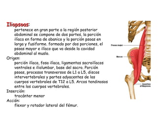 Iliopsoas : pertenece en gran parte a la región posterior abdominal se compone de dos partes, la porción ilíaca en forma de abanico y la porción psoas en larga y fusiforme. formado por dos porciones, el psoas mayor e ilíaco que va desde la cavidad abdominal al muslo.  Origen: porción ilíaca, fosa ilíaca, ligamentos sacroilíacos ventrales e iliolumbar, base del sacro. Porción psoas, procesos transversos de L1 a L5, discos intervertebrales y partes adyacentes de los cuerpos vertebrales de T12 a L5. Arcos tendinosos entre los cuerpos vertebrales. Inserción: trocánter menor  Acción: flexor y rotador lateral del fémur.  