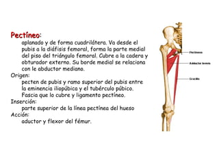 Pectíneo : aplanado y de forma cuadrilátera. Va desde el pubis a la diáfisis femoral, forma la parte medial del piso del triángulo femoral. Cubre a la cadera y obturador externo. Su borde medial se relaciona con le abductor mediano. Origen: pecten de pubis y ramo superior del pubis entre la eminencia iliopúbica y el tubérculo púbico. Fascia que lo cubre y ligamento pectíneo.  Inserción: parte superior de la línea pectínea del hueso Acción: aductor y flexor del fémur.  