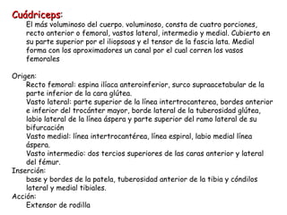 Cuádriceps : El más voluminoso del cuerpo. voluminoso, consta de cuatro porciones, recto anterior o femoral, vastos lateral, intermedio y medial. Cubierto en su parte superior por el iliopsoas y el tensor de la fascia lata. Medial forma con los aproximadores un canal por el cual corren los vasos femorales Origen:  Recto femoral: espina ilíaca anteroinferior, surco supraacetabular de la parte inferior de la cara glútea. Vasto lateral: parte superior de la línea intertrocanterea, bordes anterior e inferior del trocánter mayor, borde lateral de la tuberosidad glútea, labio lateral de la línea áspera y parte superior del ramo lateral de su bifurcación Vasto medial: línea intertrocantérea, línea espiral, labio medial línea áspera. Vasto intermedio: dos tercios superiores de las caras anterior y lateral del fémur. Inserción:  base y bordes de la patela, tuberosidad anterior de la tibia y cóndilos lateral y medial tibiales.  Acción: Extensor de rodilla 