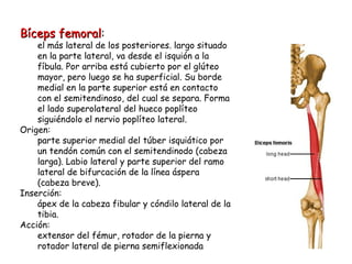 Bíceps femoral : el más lateral de los posteriores. largo situado en la parte lateral, va desde el isquión a la fíbula. Por arriba está cubierto por el glúteo mayor, pero luego se ha superficial. Su borde medial en la parte superior está en contacto con el semitendinoso, del cual se separa. Forma el lado superolateral del hueco poplíteo siguiéndolo el nervio poplíteo lateral.  Origen: parte superior medial del túber isquiático por un tendón común con el semitendinodo (cabeza larga). Labio lateral y parte superior del ramo lateral de bifurcación de la línea áspera (cabeza breve). Inserción: ápex de la cabeza fibular y cóndilo lateral de la tibia. Acción: extensor del fémur, rotador de la pierna y rotador lateral de pierna semiflexionada 