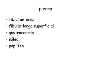 pierna tibial anterior fibular longo superficial gastrocnemio sóleo poplíteo 