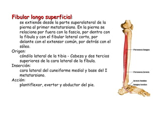 Fibular longo superficial : se extiende desde la parte superolateral de la pierna al primer metatarsiano. En la pierna se relaciona por fuera con la fascia, por dentro con la fibula y con el fibular lateral corto, por delante con el extensor común, por detrás con el sóleo.  Origen: cóndilo lateral de la tibia - Cabeza y dos tercios superiores de la cara lateral de la fíbula. Inserción: cara lateral del cuneiforme medial y base del I metatarsiano. Acción: plantiflexor, evertor y abductor del pie. 