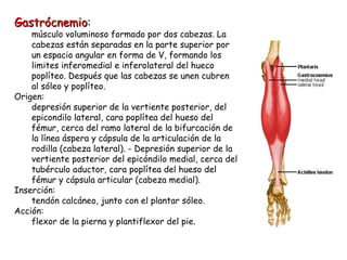 Gastrócnemio : músculo voluminoso formado por dos cabezas. La cabezas están separadas en la parte superior por un espacio angular en forma de V, formando los limites inferomedial e inferolateral del hueco poplíteo. Después que las cabezas se unen cubren al sóleo y poplíteo. Origen: depresión superior de la vertiente posterior, del epicondilo lateral, cara poplítea del hueso del fémur, cerca del ramo lateral de la bifurcación de la línea áspera y cápsula de la articulación de la rodilla (cabeza lateral). - Depresión superior de la vertiente posterior del epicóndilo medial, cerca del tubérculo aductor, cara poplítea del hueso del fémur y cápsula articular (cabeza medial).  Inserción: tendón calcáneo, junto con el plantar sóleo.  Acción: flexor de la pierna y plantiflexor del pie.  