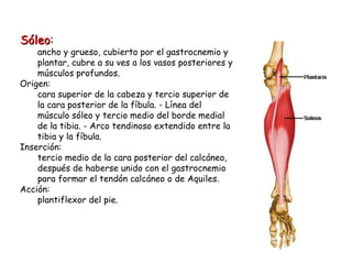Sóleo : ancho y grueso, cubierto por el gastrocnemio y plantar, cubre a su ves a los vasos posteriores y músculos profundos. Origen: cara superior de la cabeza y tercio superior de la cara posterior de la fíbula. - Línea del músculo sóleo y tercio medio del borde medial de la tibia. - Arco tendinoso extendido entre la tibia y la fíbula. Inserción: tercio medio de la cara posterior del calcáneo, después de haberse unido con el gastrocnemio para formar el tendón calcáneo o de Aquiles. Acción: plantiflexor del pie. 